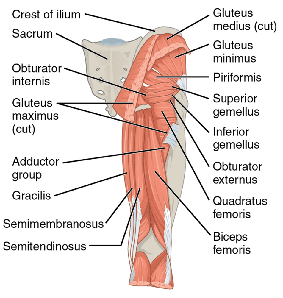 Medical illustration of posterior hip and thigh anatomy including hamstrings